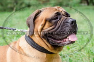 Collare in cuoio C24, 25mm per Bullmastiff Collare in cuoio C24, 25mm per Bullmastiff